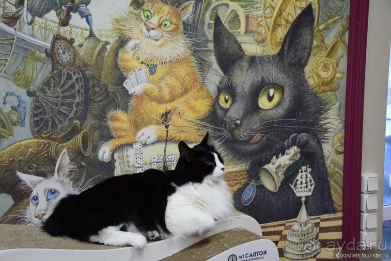 Кото-терапия в действии Кото-терапия в действии