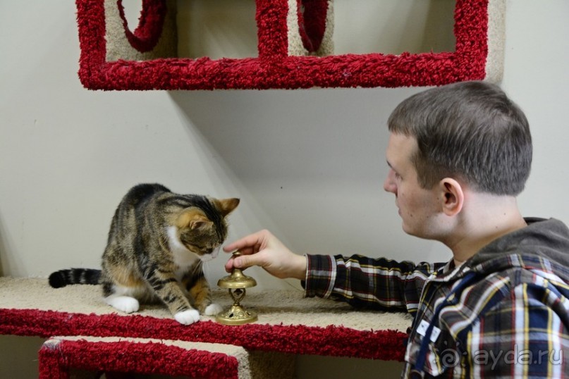 Кото-терапия в действии Кото-терапия в действии