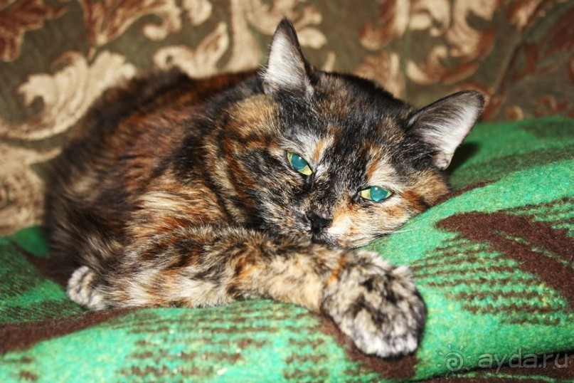 Кото-терапия в действии Кото-терапия в действии