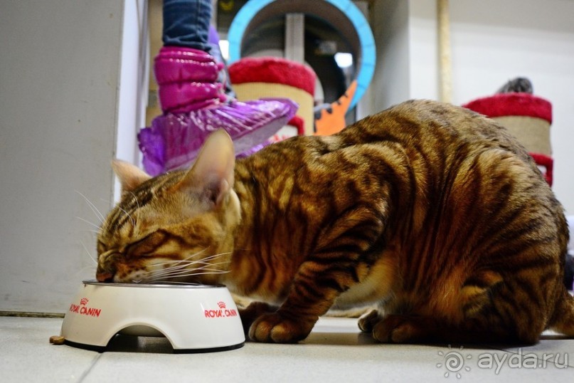 Кото-терапия в действии Кото-терапия в действии