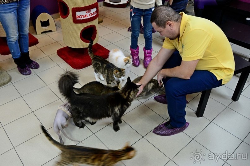 Кото-терапия в действии Кото-терапия в действии