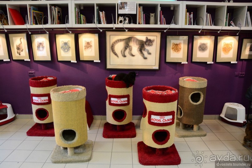 Кото-терапия в действии Кото-терапия в действии