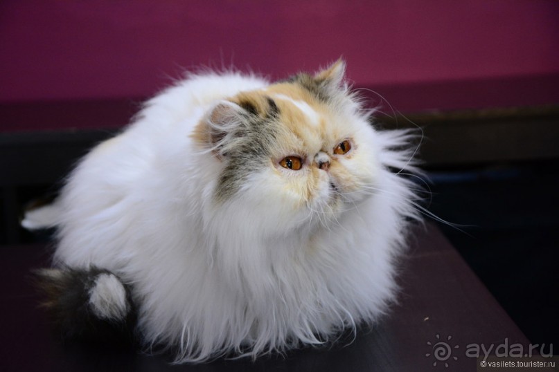 Кото-терапия в действии Кото-терапия в действии