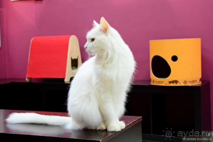 Кото-терапия в действии Кото-терапия в действии