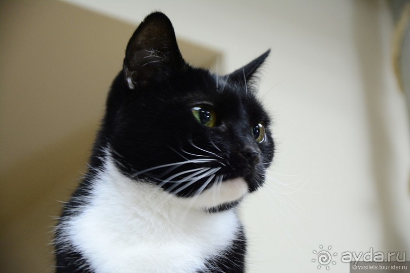 Кото-терапия в действии Кото-терапия в действии