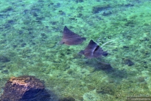 Альбом истории "Неожиданно интересный Оман"