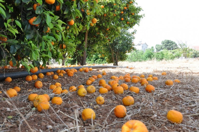 Отзыв об отеле Aphrodite Beachfront Resort, Газиверен