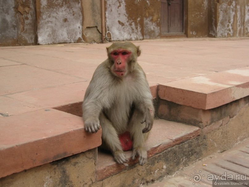 Фатихпур-Сикри — затерянный город. Агра — индийское разочарование