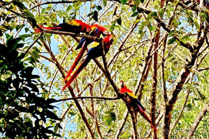 Песнь о Гондурасе