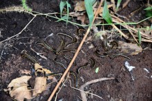 Бирманский небоскреб, храмы-дворцы и лачуги