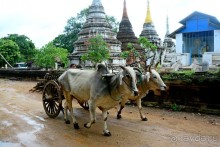 Бирманский небоскреб, храмы-дворцы и лачуги