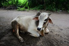 Бирманский небоскреб, храмы-дворцы и лачуги