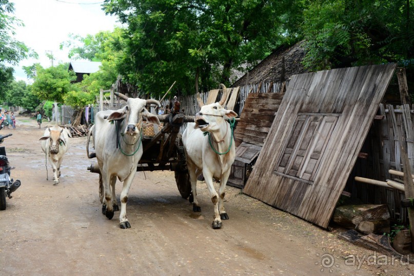 Бирманский небоскреб, храмы-дворцы и лачуги