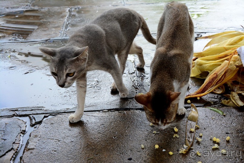Бирманский небоскреб, храмы-дворцы и лачуги