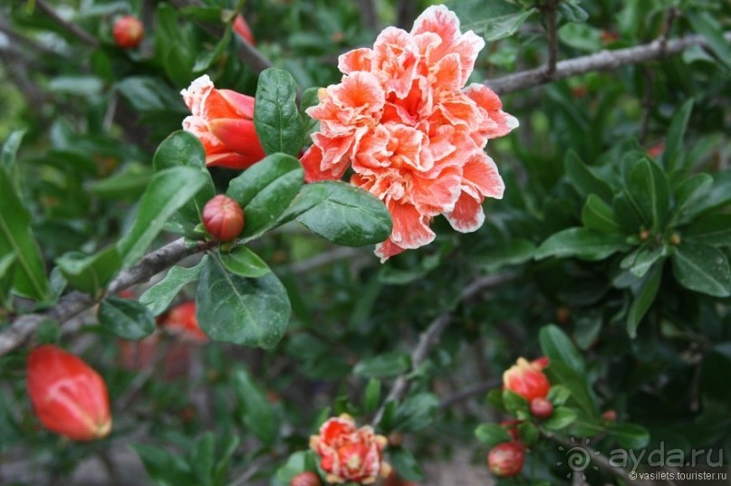 Деревня, дача, Турция? Выбор очевиден...