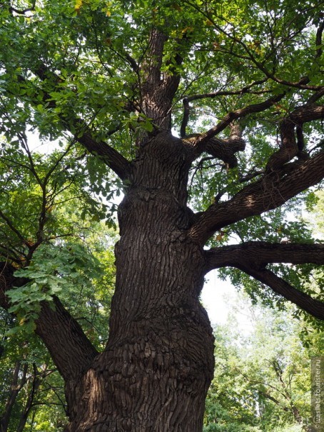 Мистическое Коломенское