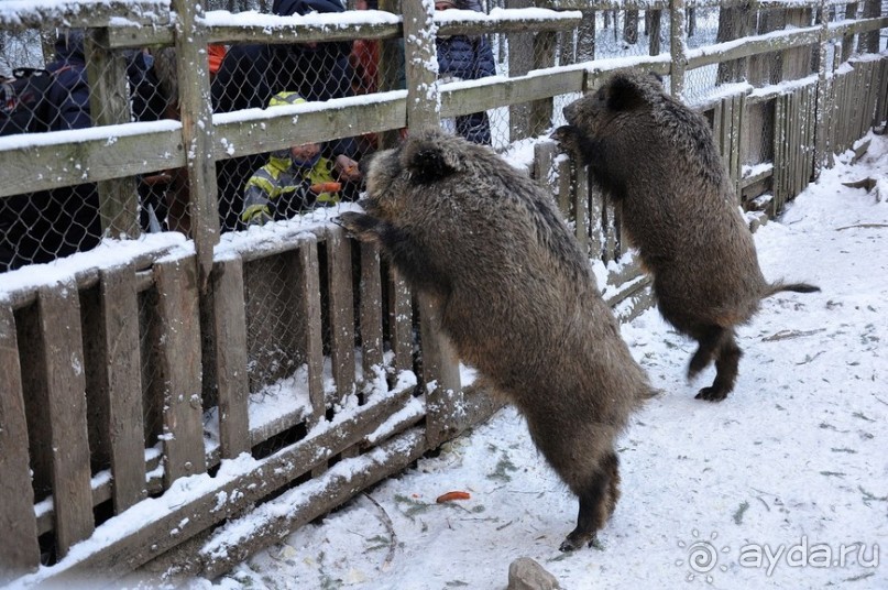 Карельская деревенька Рубчойла