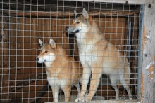 Карельская деревенька Рубчойла