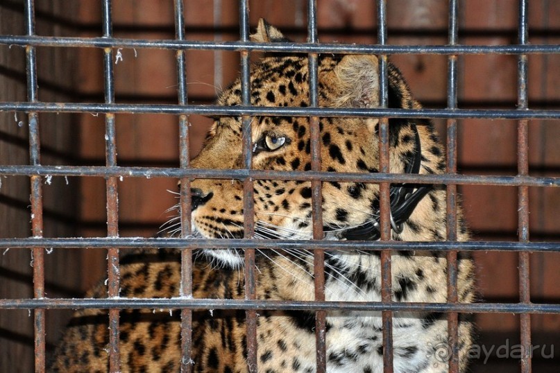 Карельская деревенька Рубчойла