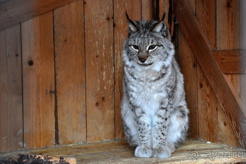Карельская деревенька Рубчойла