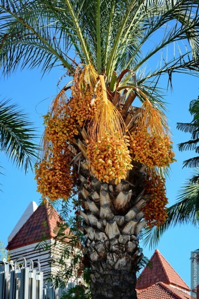 Два баклажана в Сиде