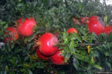 Два баклажана в Сиде