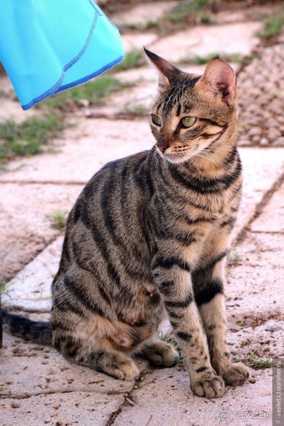 Два баклажана в Сиде