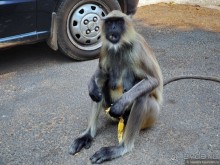 Хампи — дикое, но привлекательное