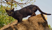 Хампи — дикое, но привлекательное