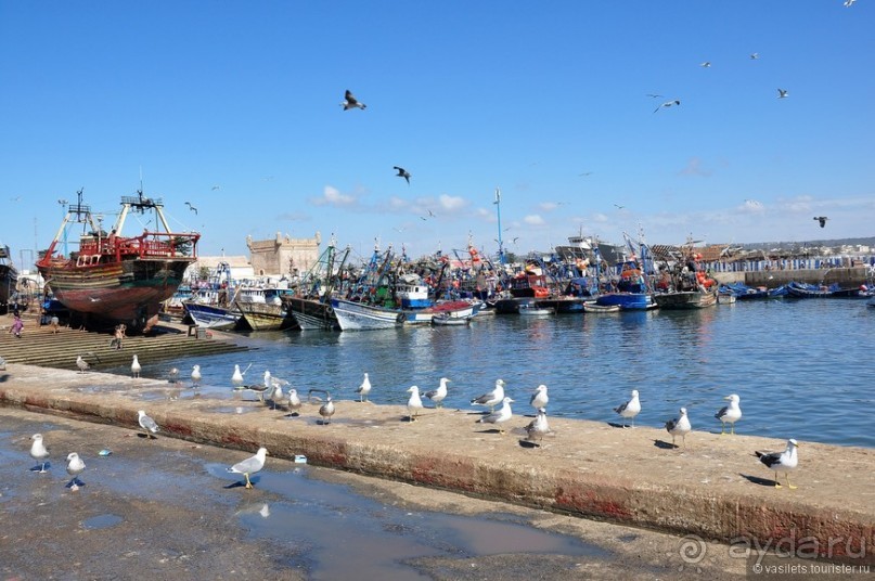 Эссуэйра — город кошек и таджинов