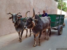Тадж Махал — бриллиант в индийском трэше