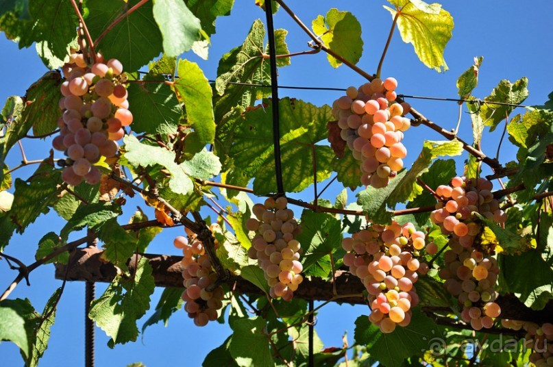 Грузия. Блиц-калейдоскоп