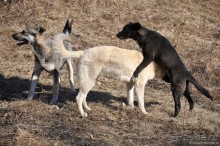 Звенигород — симпатичное заМКАДье.