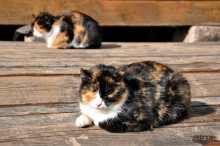 Псковский край — идея на выходные