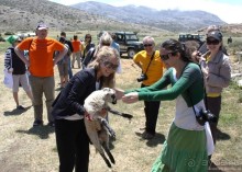 Критские хроники с летающими овцами