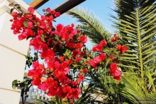 Критские хроники с летающими овцами