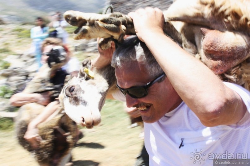 Критские хроники с летающими овцами