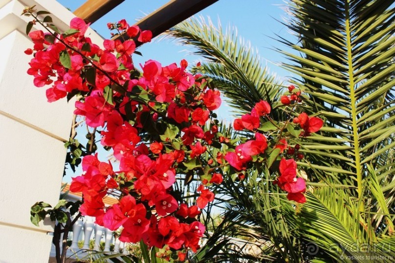 Критские хроники с летающими овцами