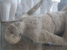 Помпеи и Неаполь - две стороны одной медали