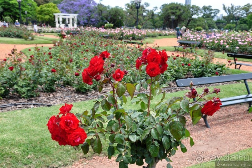 Через весь мир в Антарктику