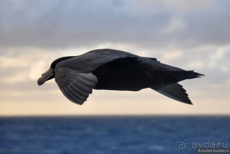 Через весь мир в Антарктику