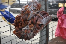 Случайно в Пунта-Аренасе...