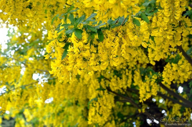 Случайно в Пунта-Аренасе...