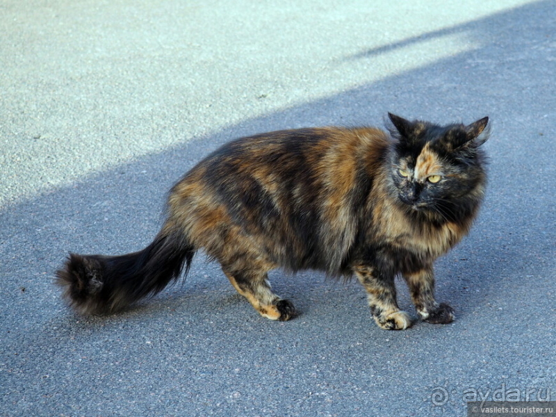 Банальный автобус-тур в Великий Новгород
