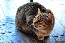 Рязанский семейный квест