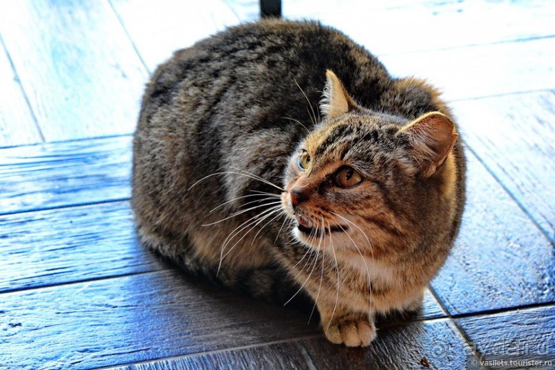 Рязанский семейный квест