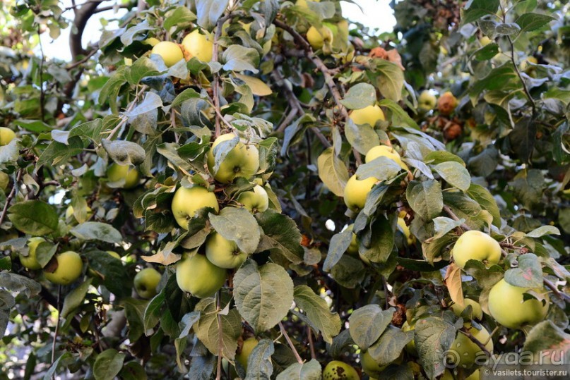 Рязанский семейный квест