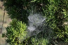 От Багана до Хехо долететь недалеко