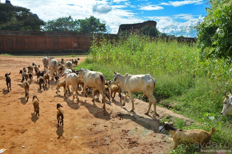 От Багана до Хехо долететь недалеко