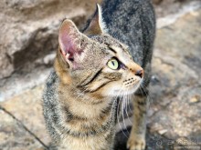 Балканский блиц. Будва